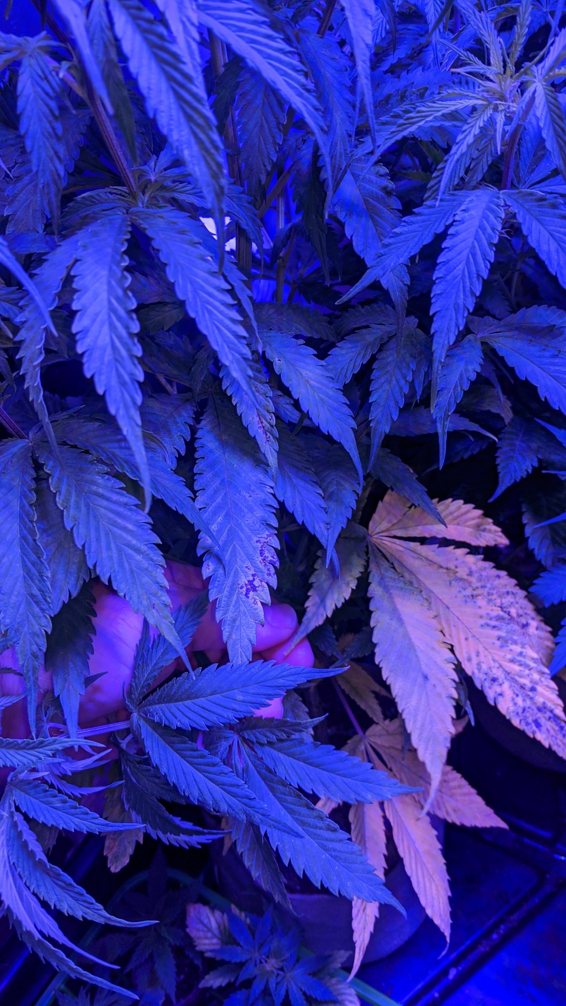 Diagnosis please  lack of light nutes  overwatering  stress whats going on here 2