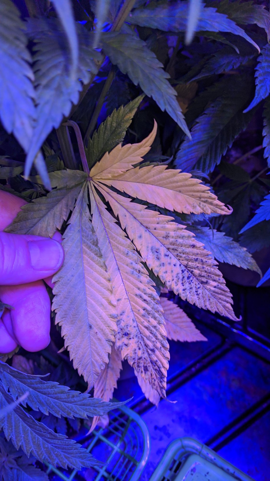 Diagnosis please  lack of light nutes  overwatering  stress whats going on here