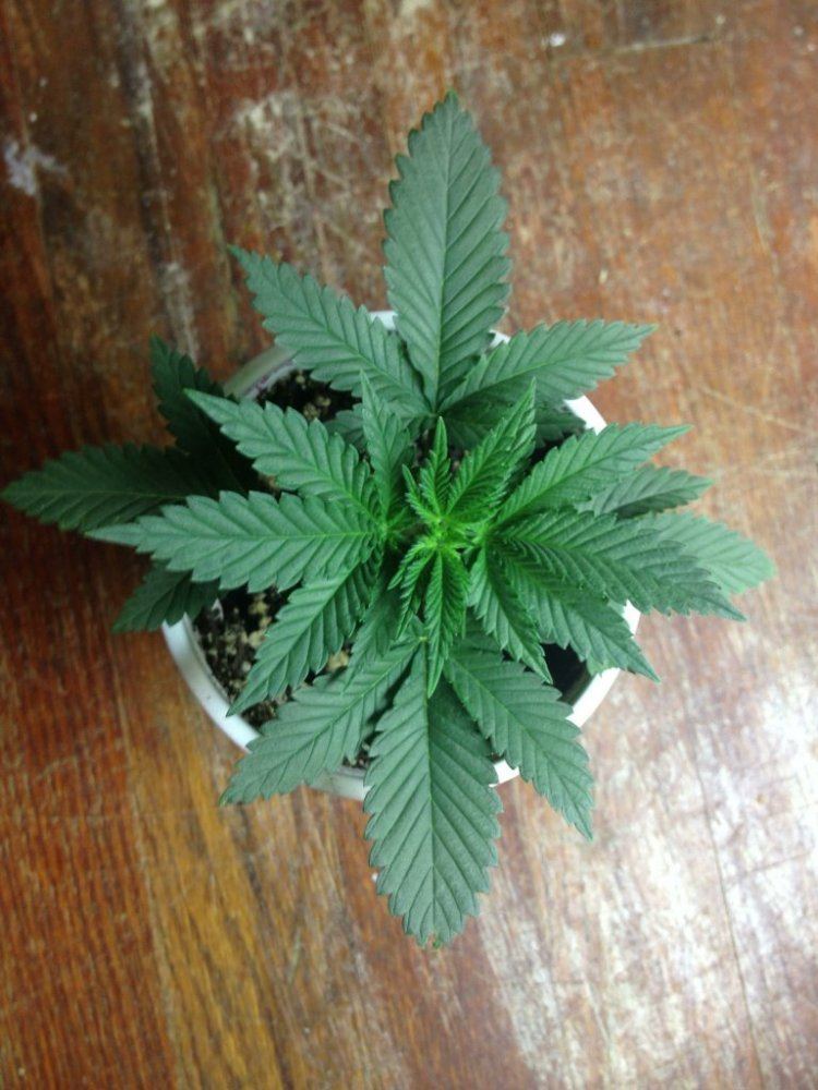 Diagonal x white 1