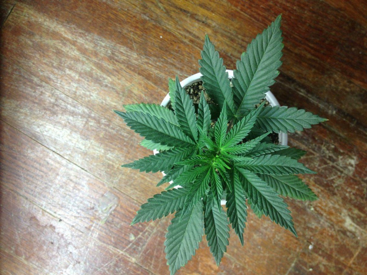 Diagonal x white 2