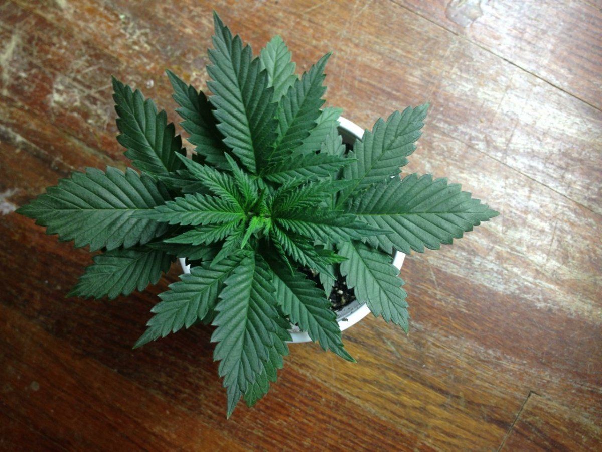Diagonal x white 3