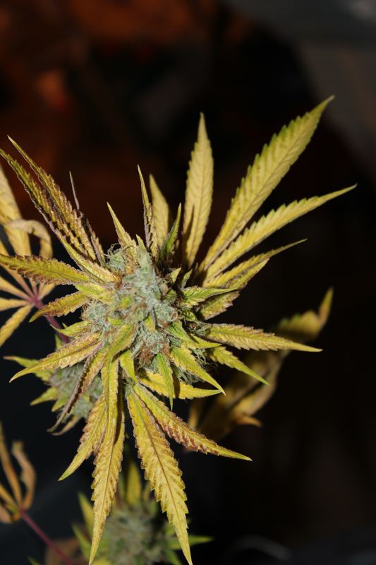 Diagonaltrue ogrev x chemdog 10