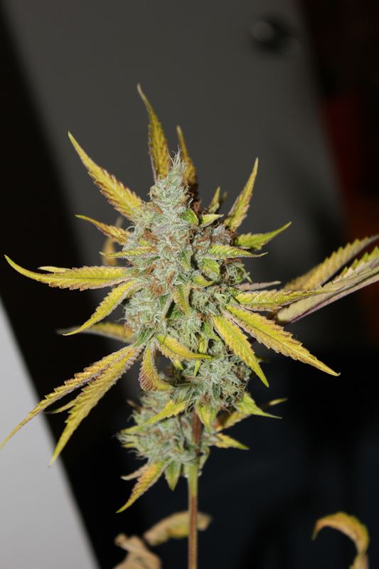 Diagonaltrue ogrev x chemdog 11