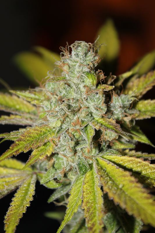 Diagonaltrue ogrev x chemdog 12