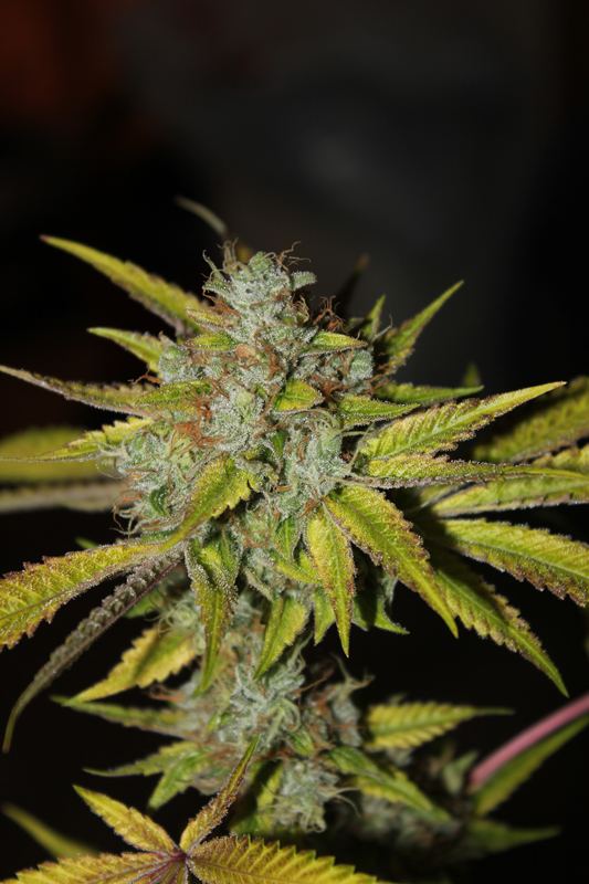 Diagonaltrue ogrev x chemdog 13
