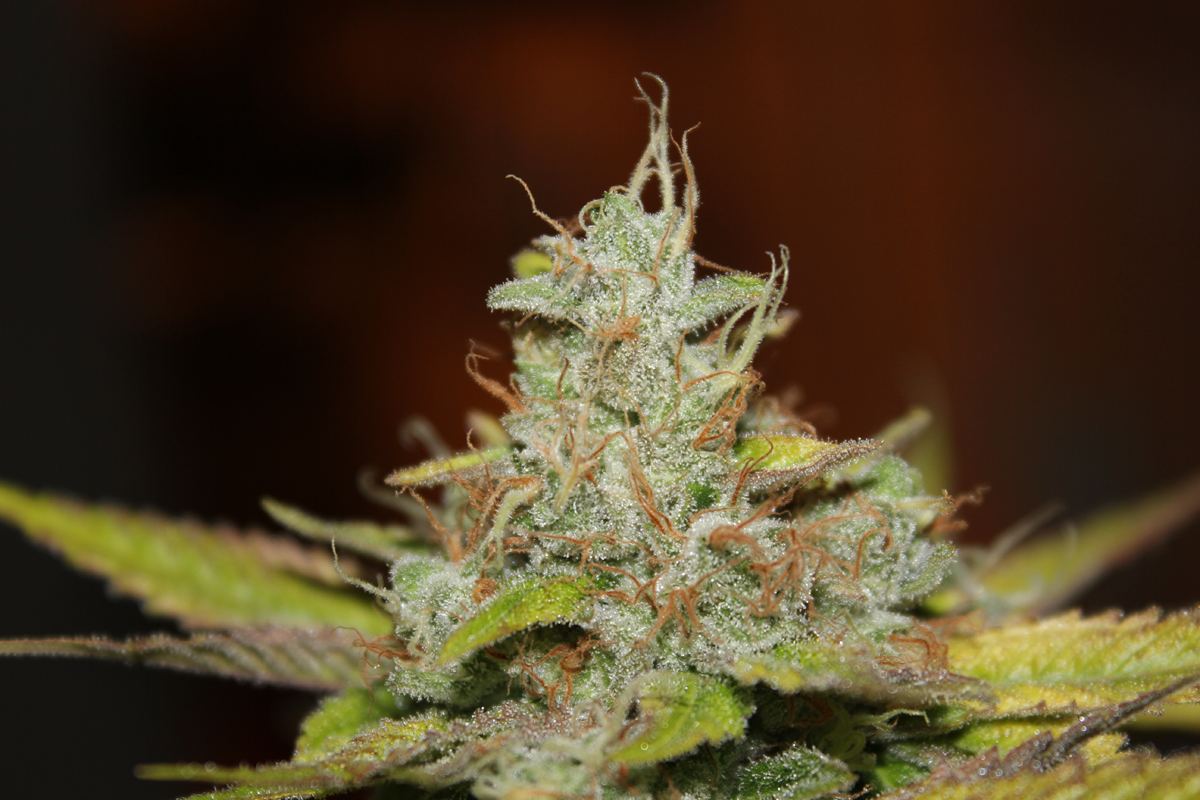 Diagonaltrue ogrev x chemdog 14