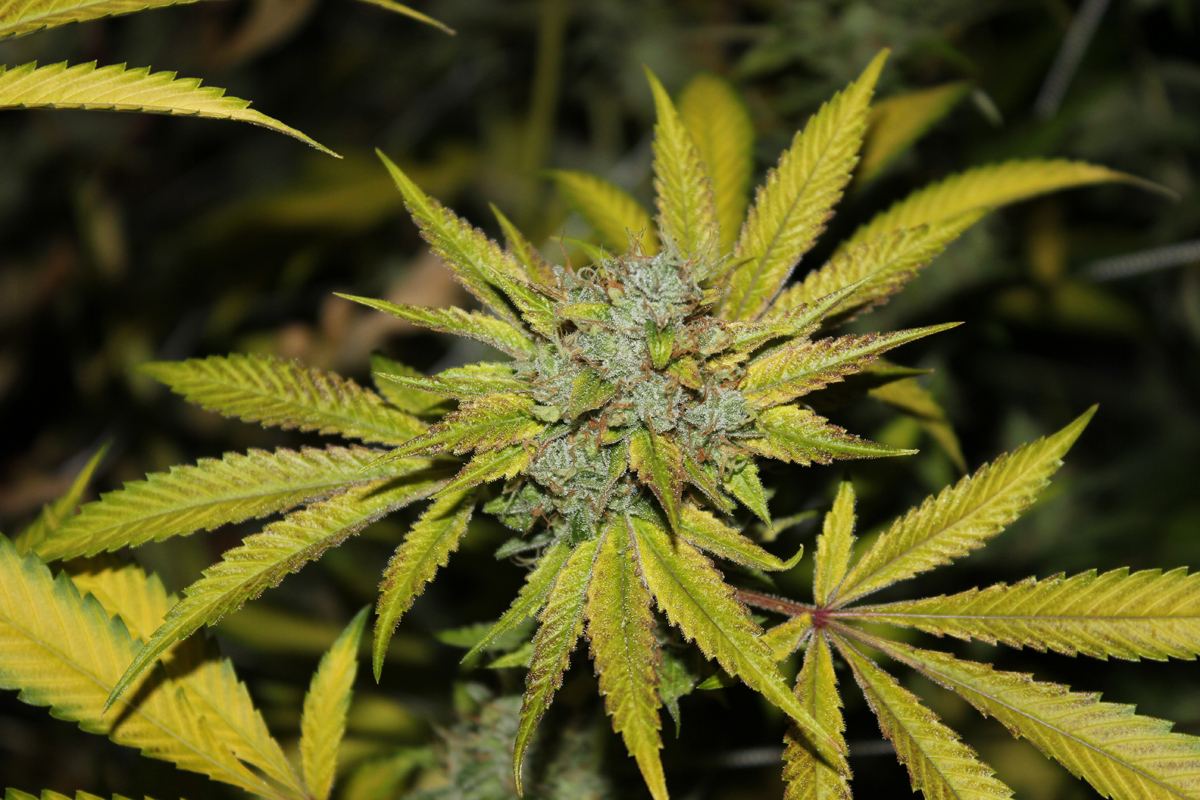 Diagonaltrue ogrev x chemdog 3