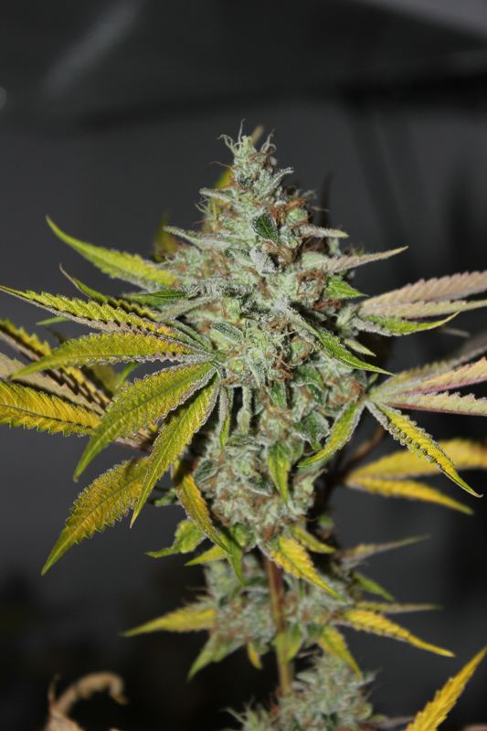 Diagonaltrue ogrev x chemdog 4