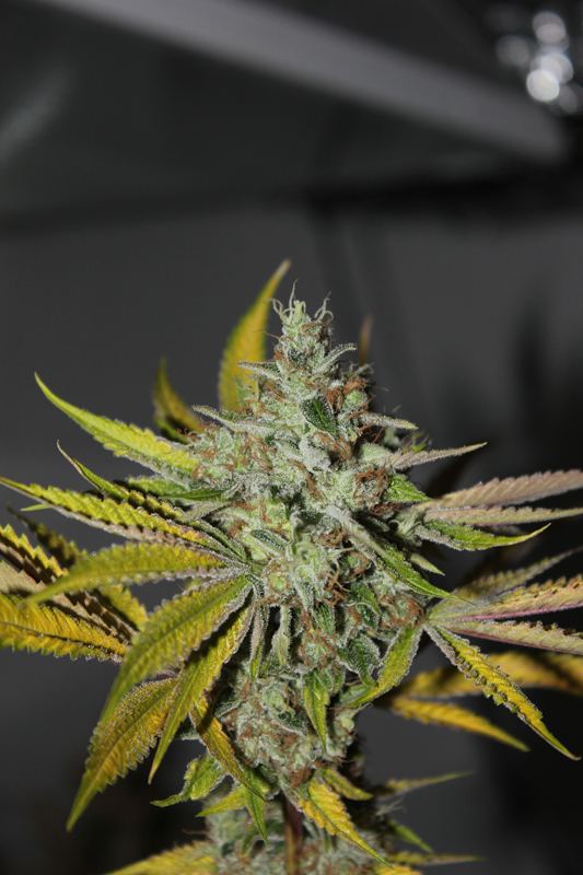 Diagonaltrue ogrev x chemdog 5