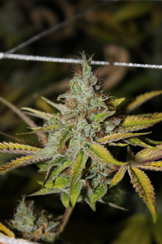 Diagonaltrue ogrev x chemdog 6