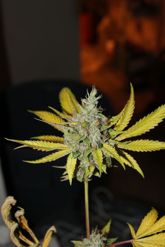 Diagonaltrue ogrev x chemdog 7