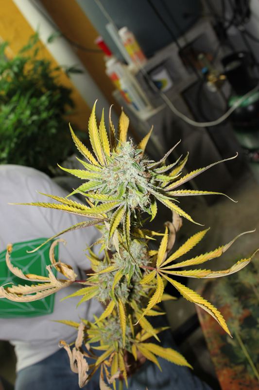 Diagonaltrue ogrev x chemdog 8