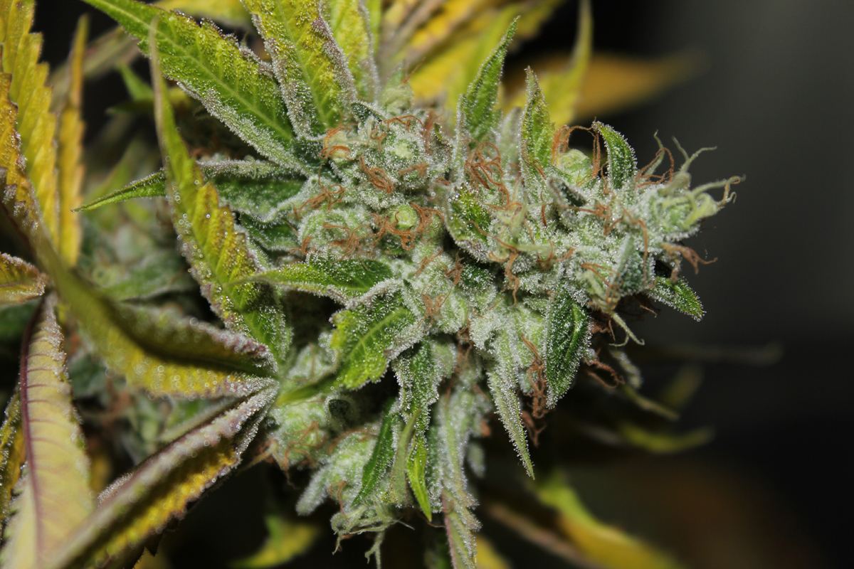 Diagonaltrue ogrev x chemdog 9