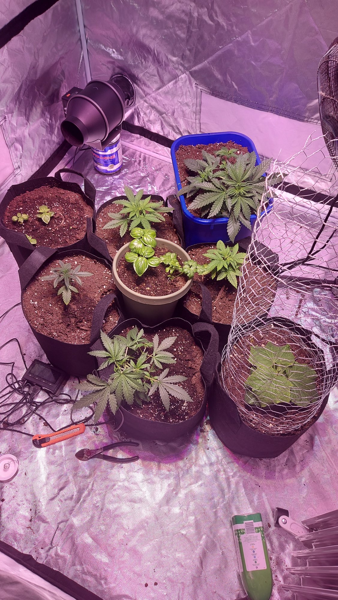 Diaries of my first grow ever  with pics 2