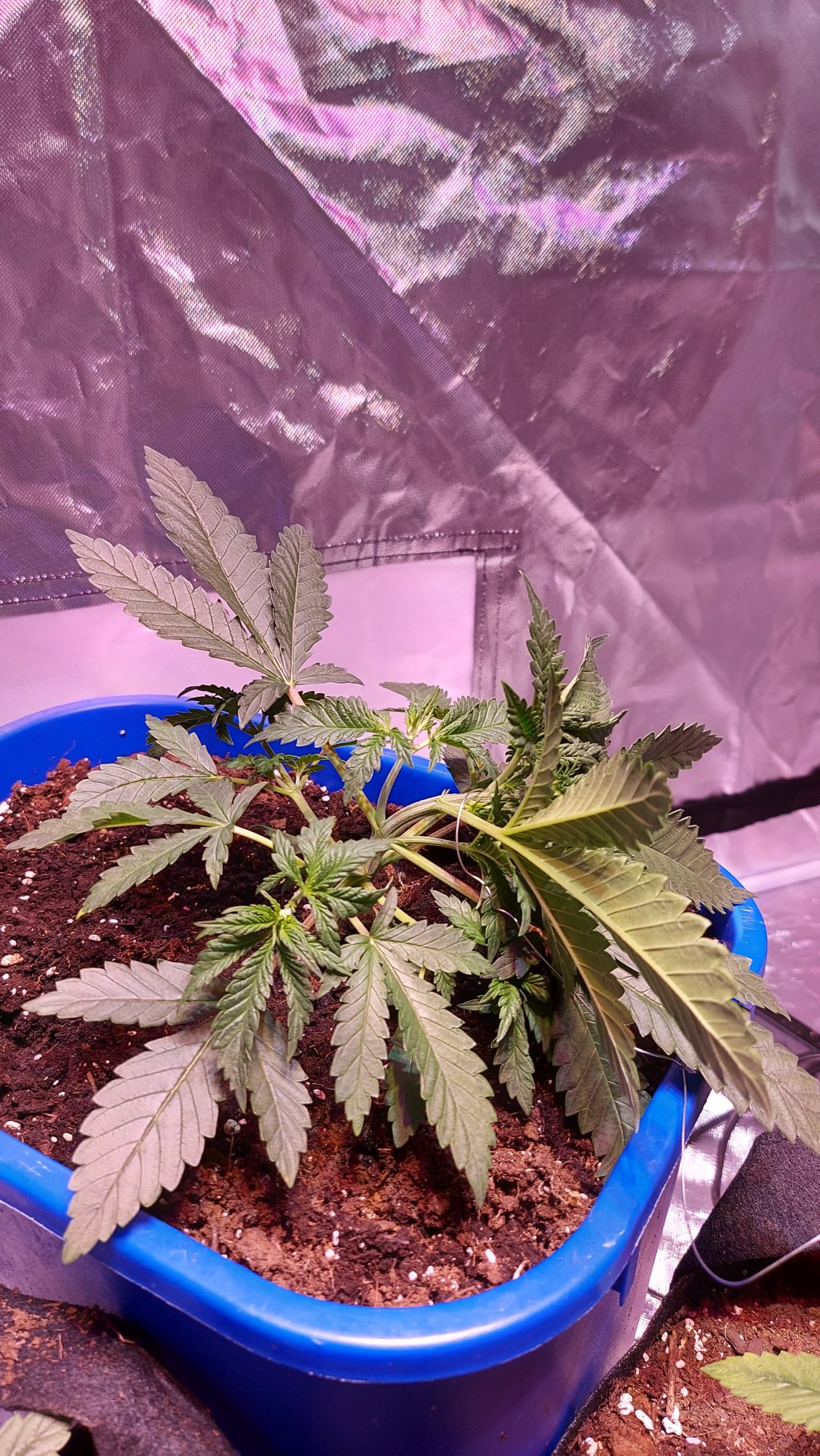 Diaries of my first grow ever  with pics 3