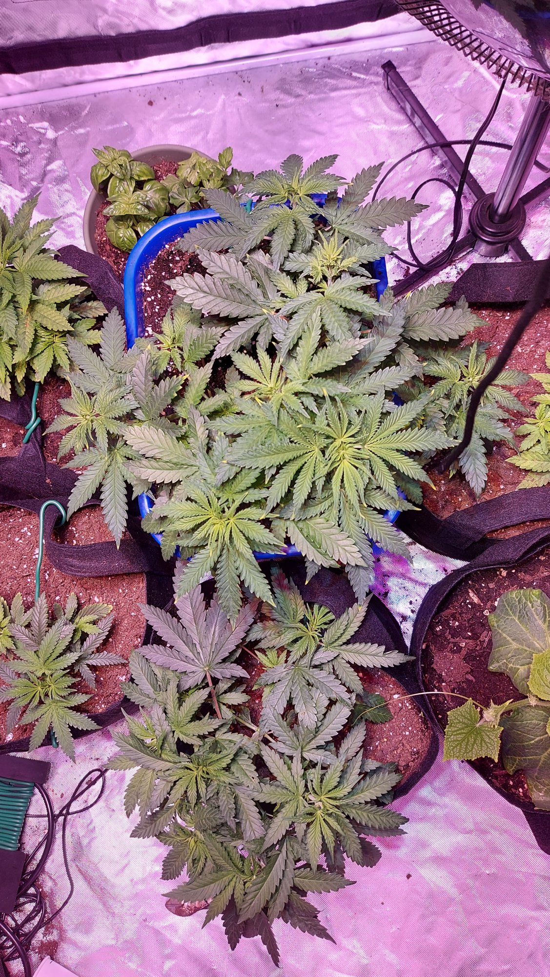 Diaries of my first grow ever  with pics 6
