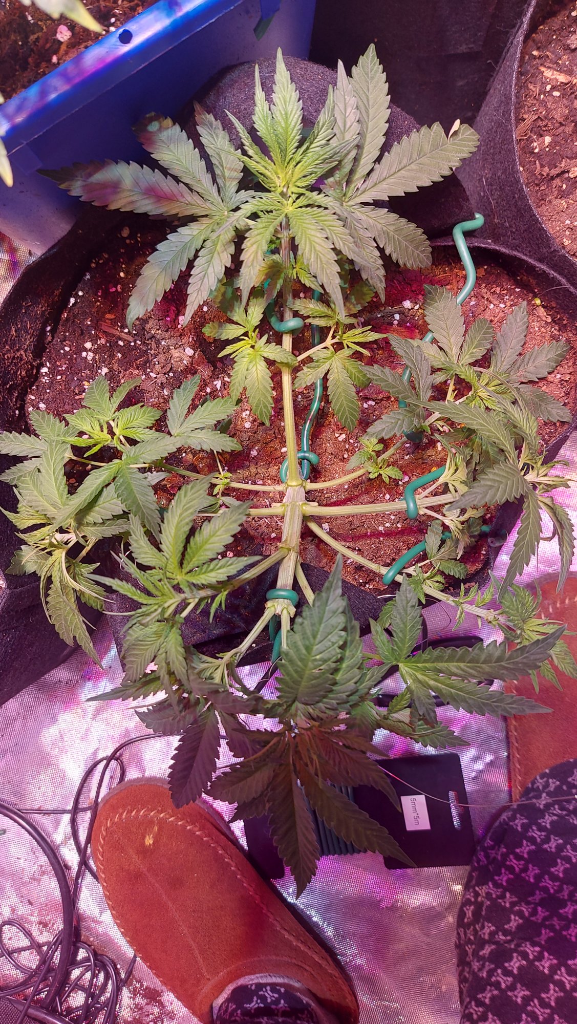 Diaries of my first grow ever  with pics 7