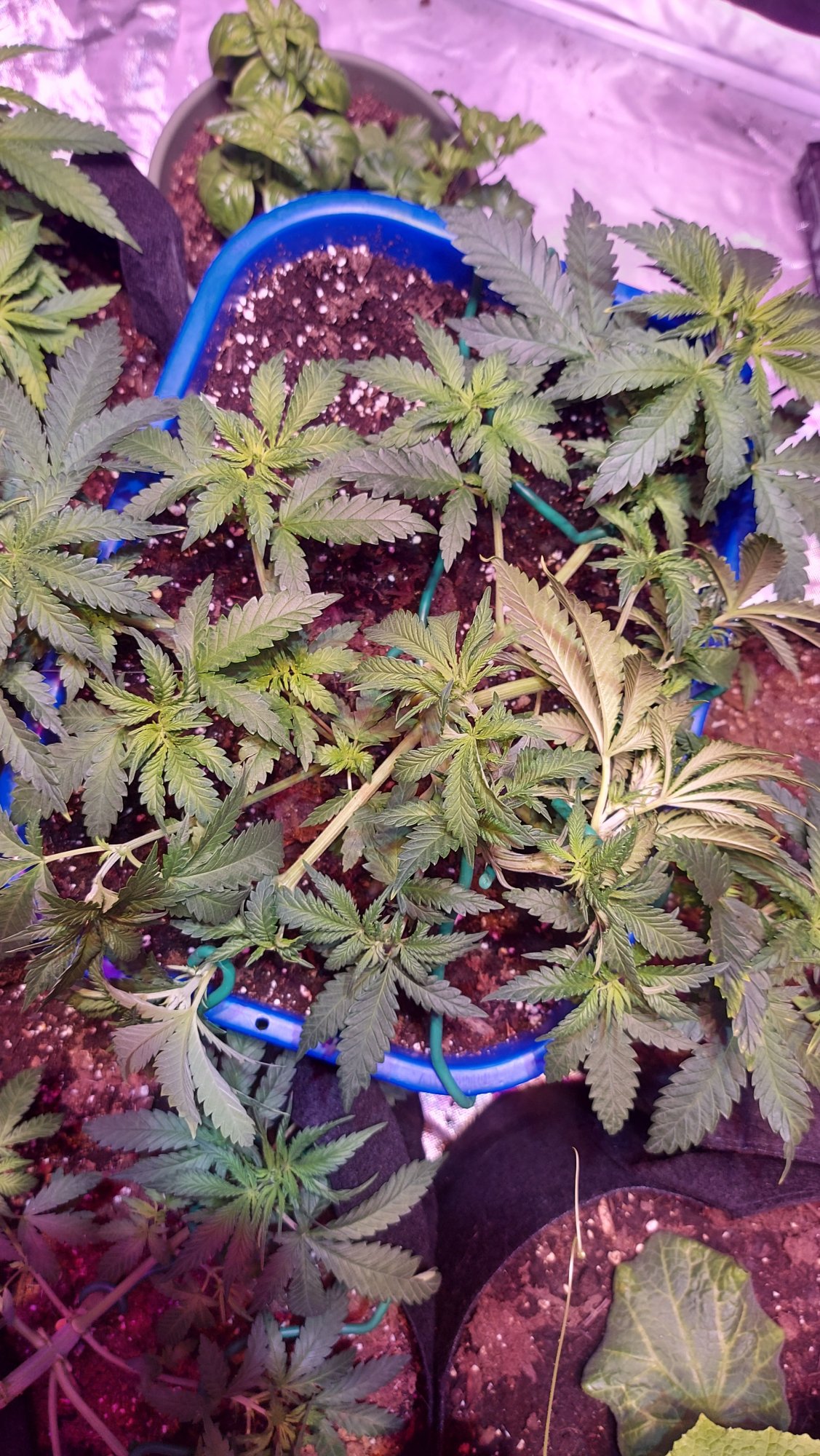 Diaries of my first grow ever  with pics 8
