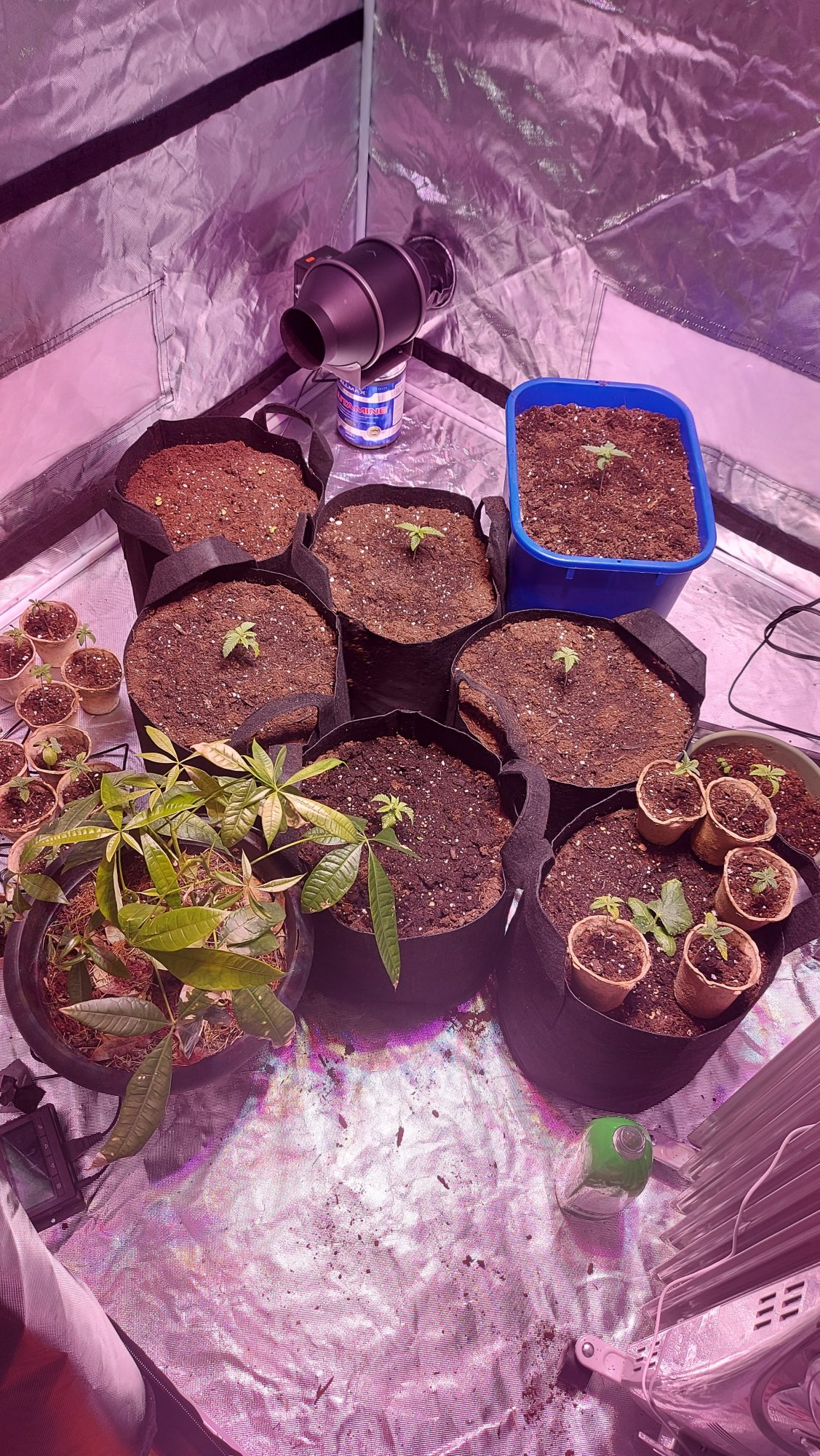 Diaries of my first grow ever  with pics