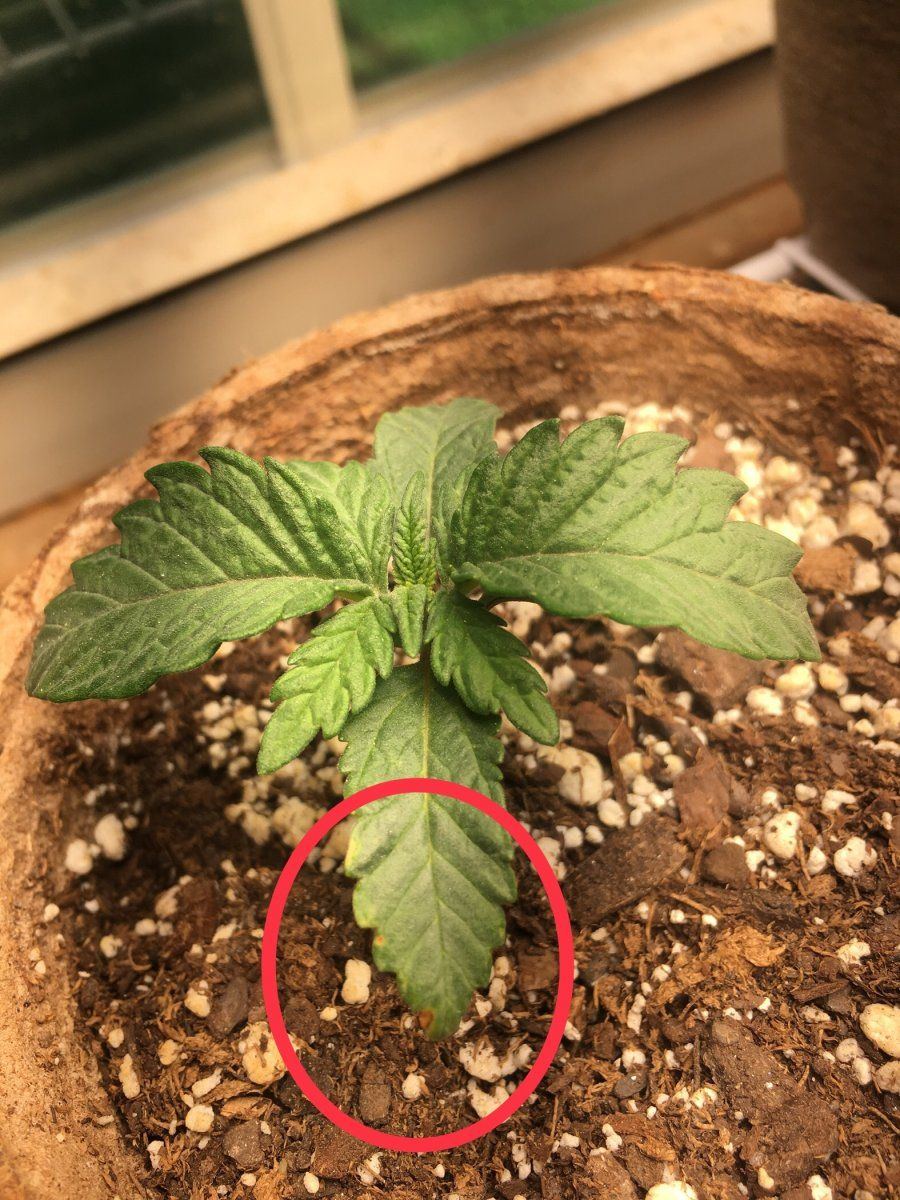 Diary of a know nothing newbie 6