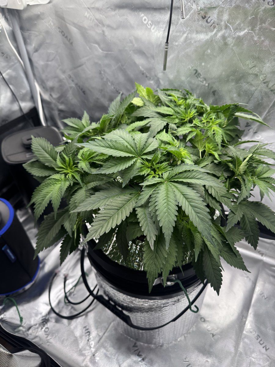 Did i defoliate too much or too little 3