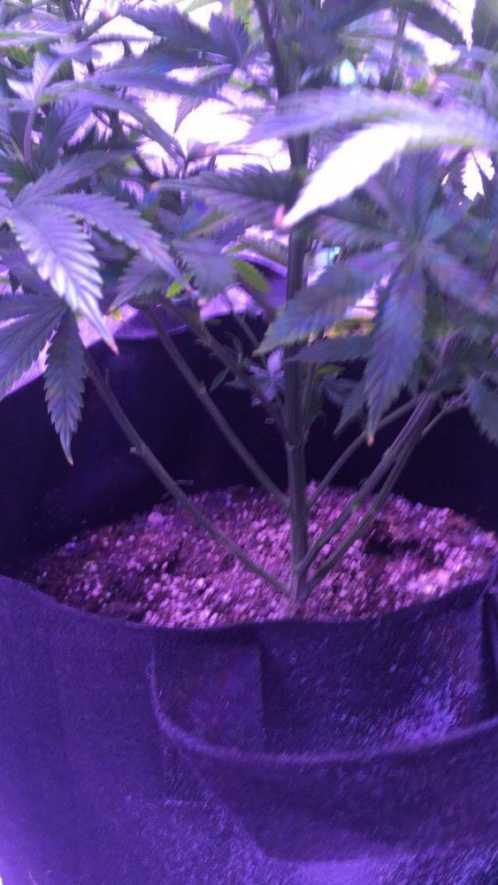 Did i do this scrog right 2
