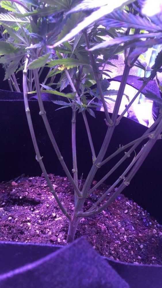 Did i do this scrog right 3