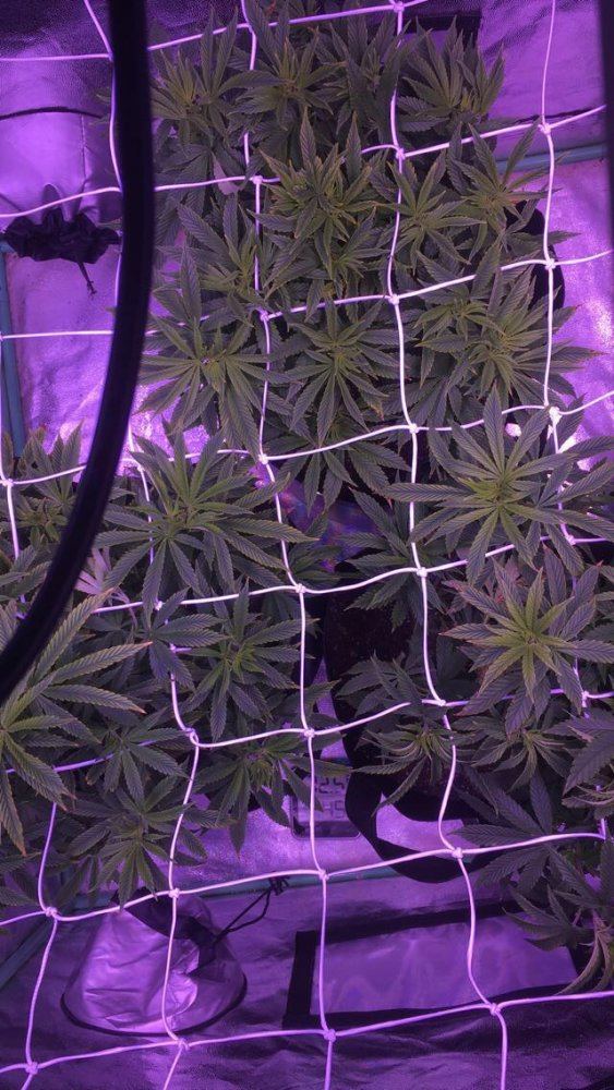Did i do this scrog right