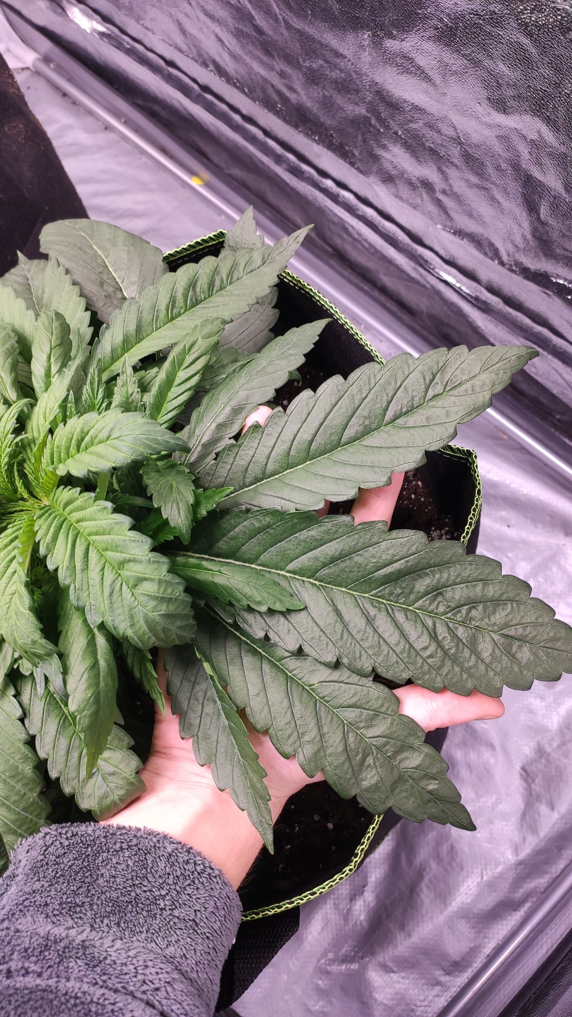 Did i get lucky on a phenotype very explosive growth 2