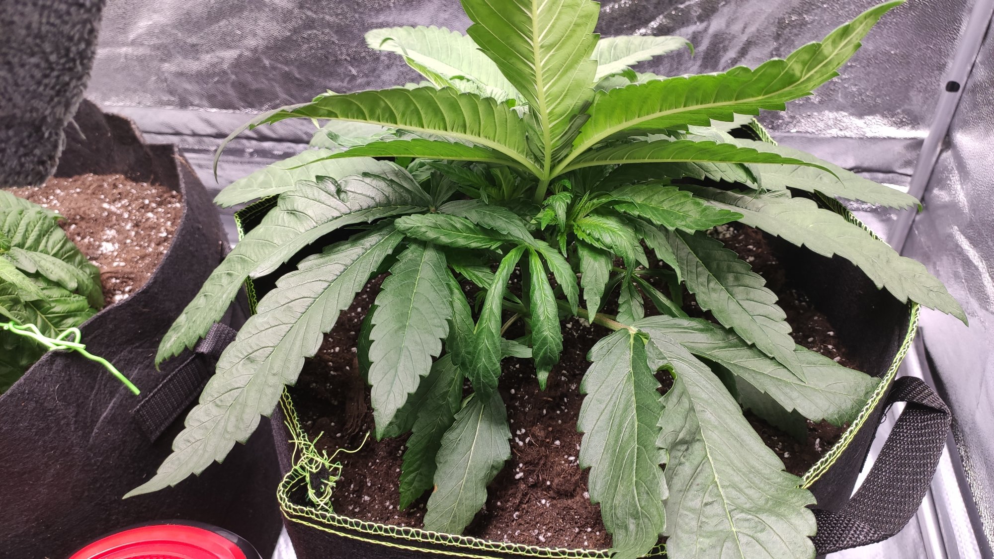 Did i get lucky on a phenotype very explosive growth 3