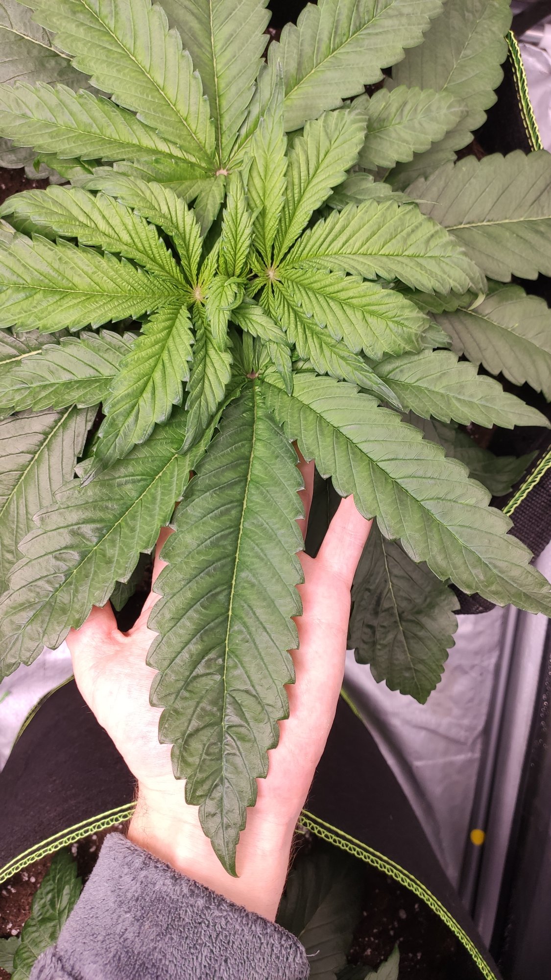Did i get lucky on a phenotype very explosive growth 4