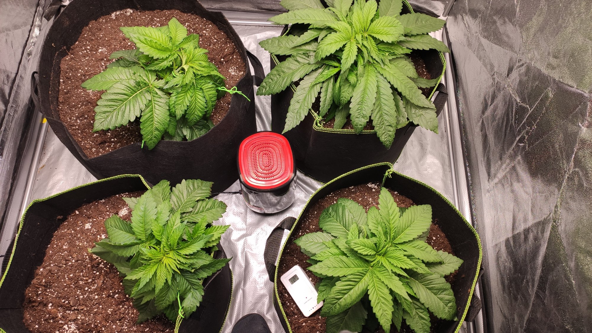 Did i get lucky on a phenotype very explosive growth