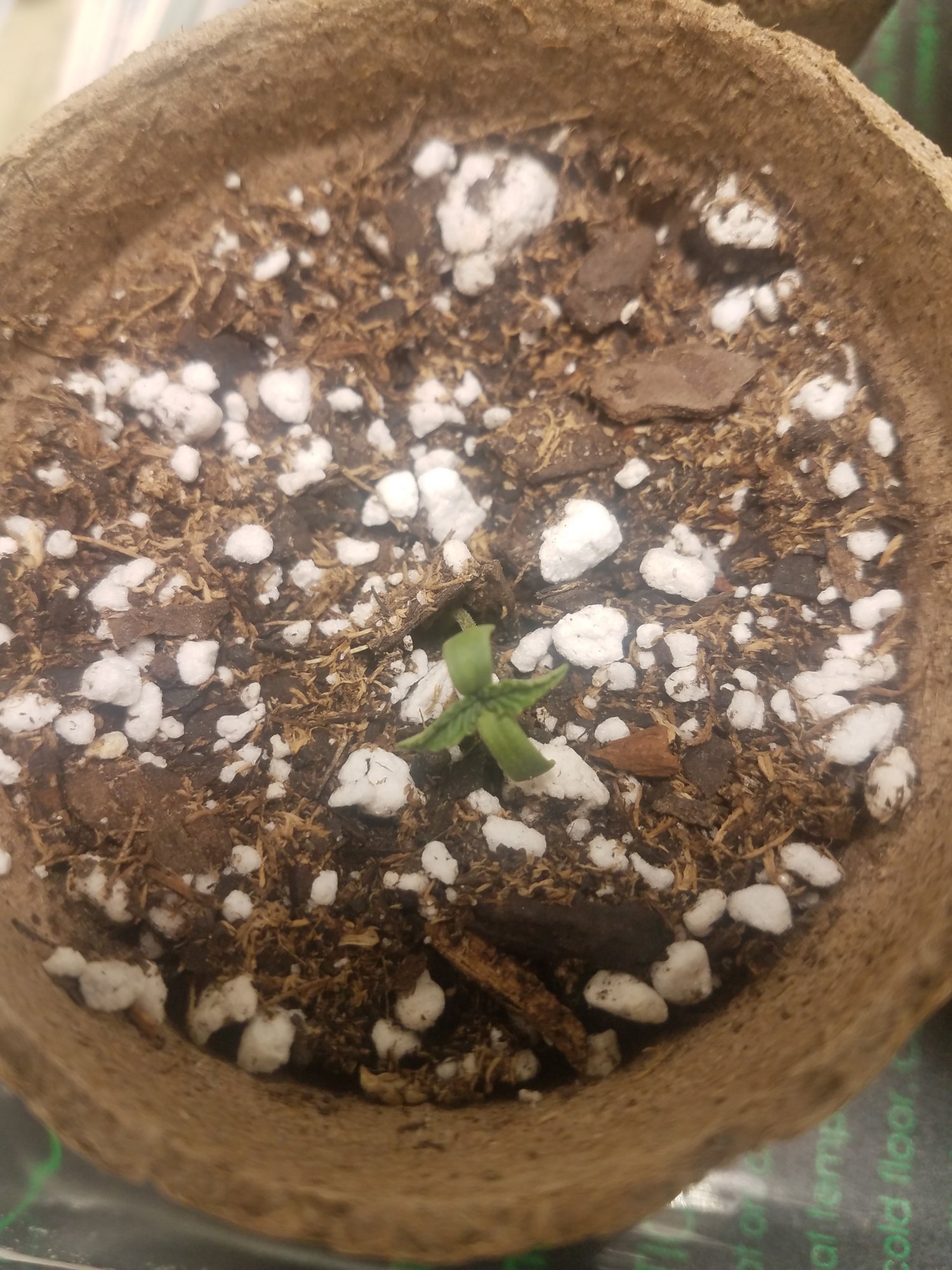 Did i manage to stunt my seedlings and what went wrong 5