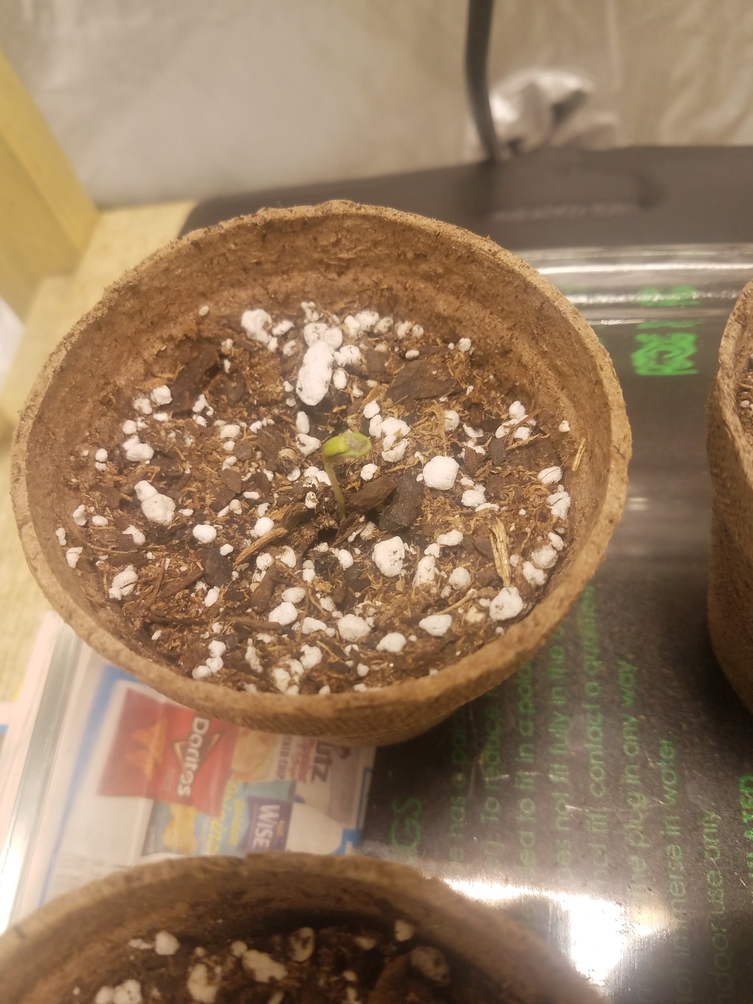 Did i manage to stunt my seedlings and what went wrong 7