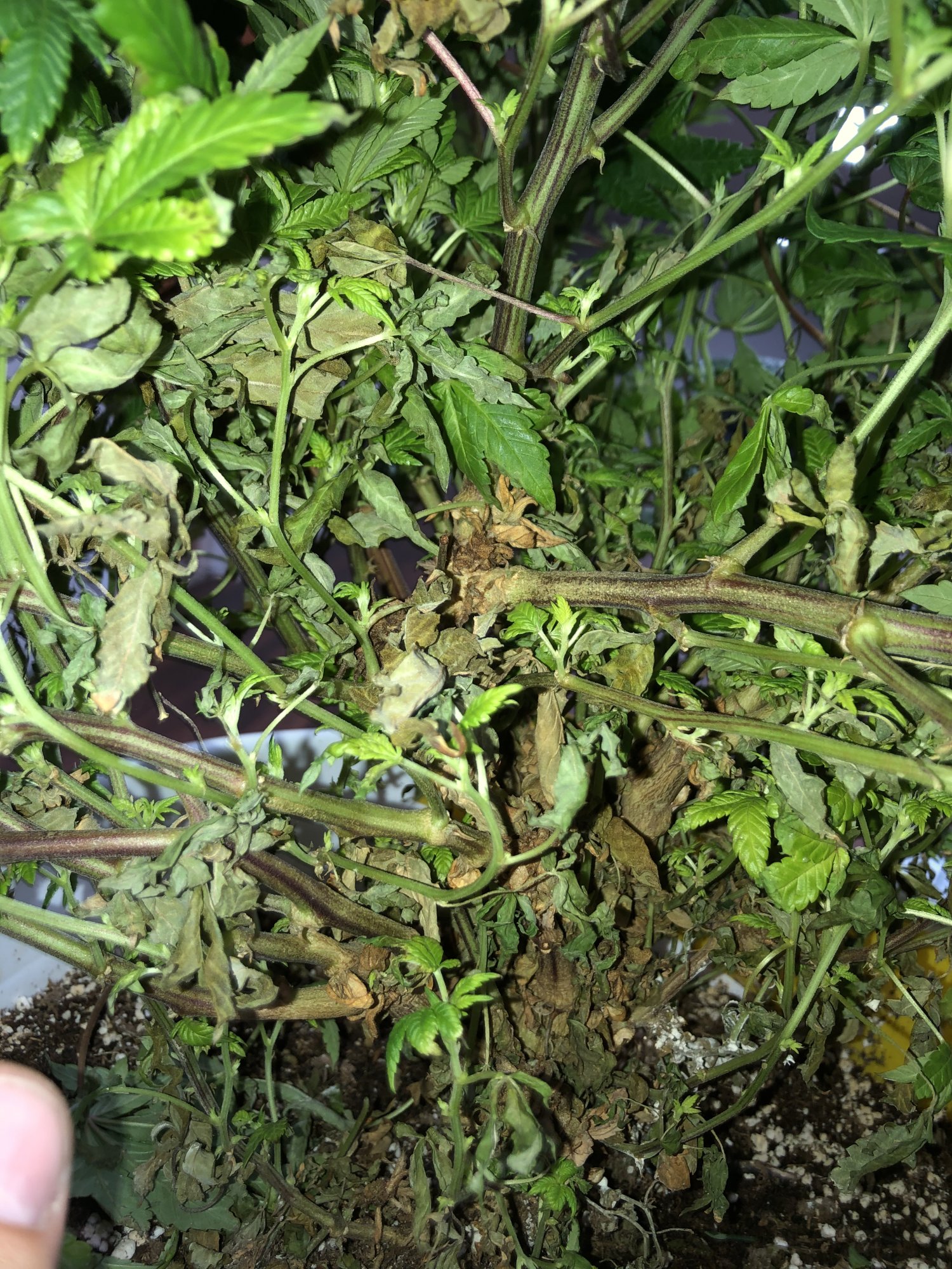 Did i remove too much from this re veg plant 3