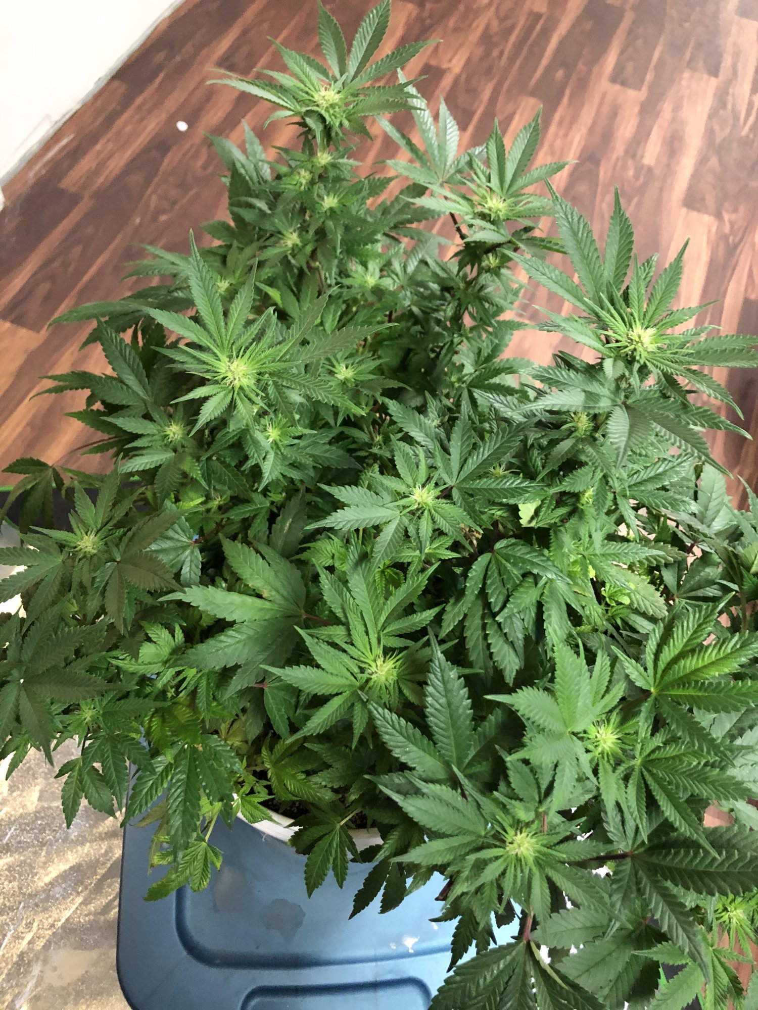 Did i remove too much from this re veg plant 4