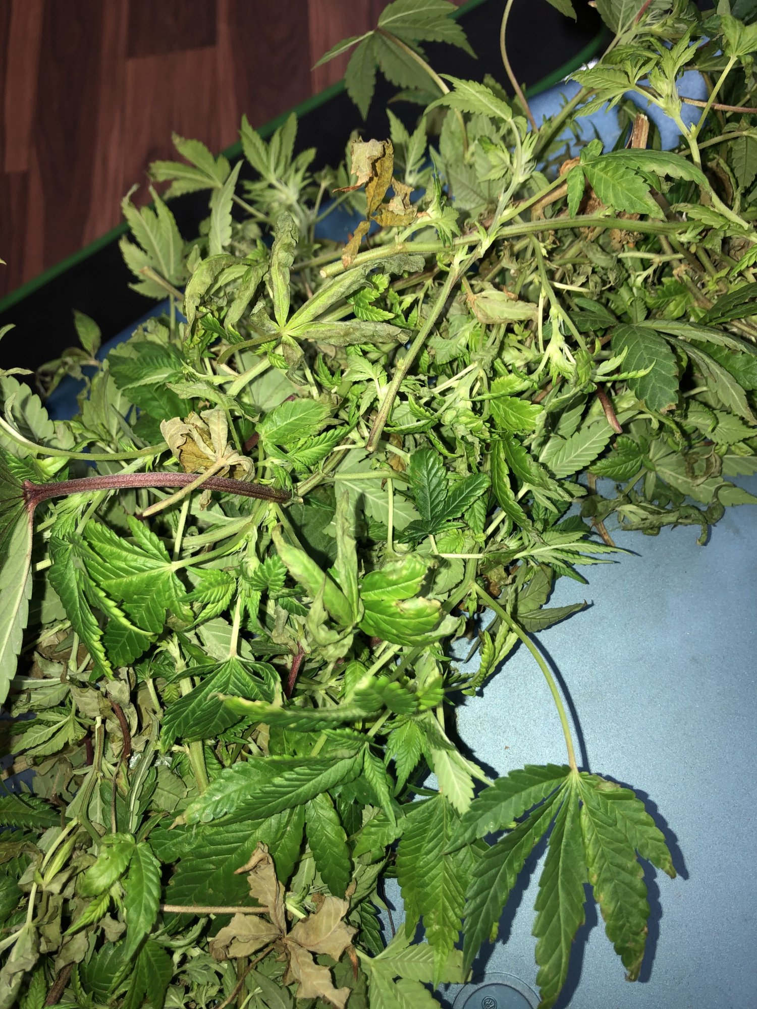 Did i remove too much from this re veg plant 7