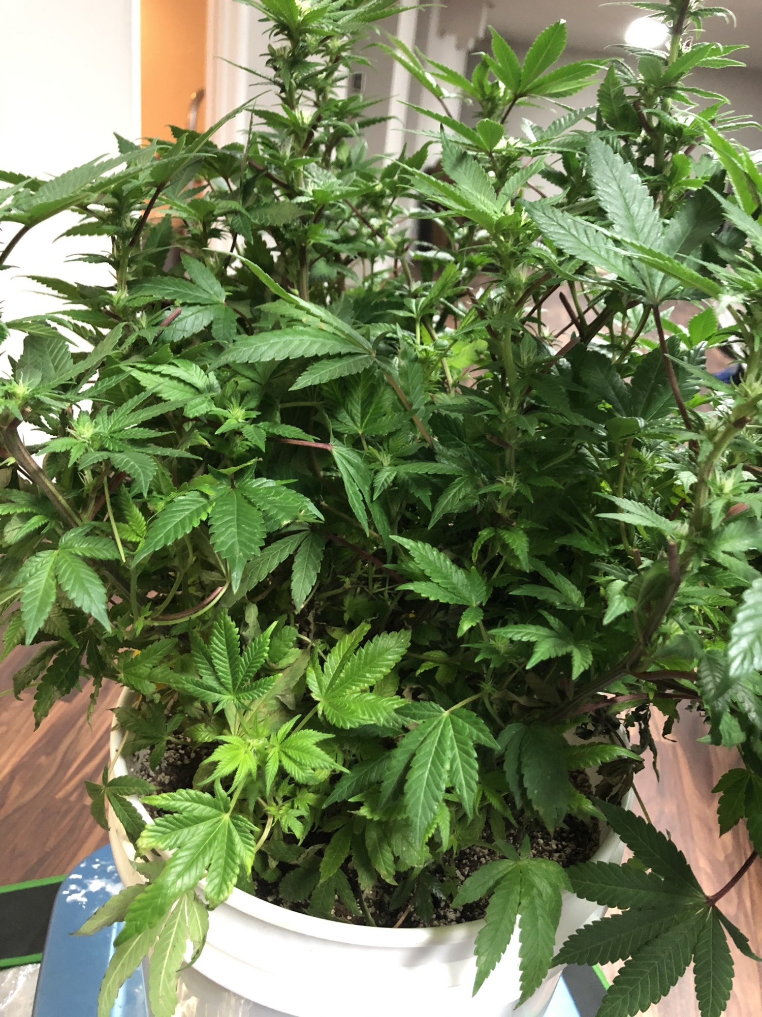 Did i remove too much from this re veg plant