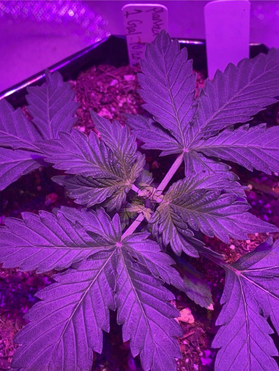 Did i top my plant correctly 2