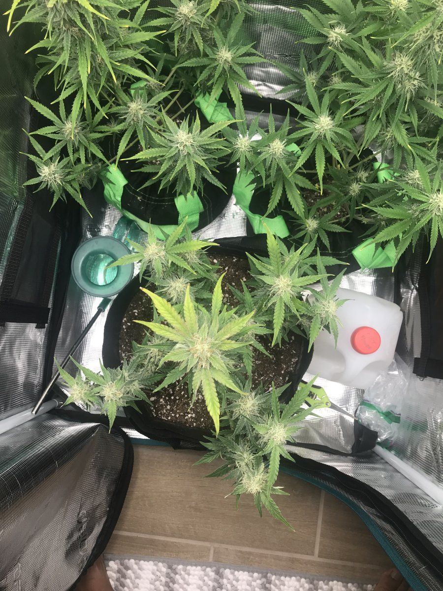 Did i trim too much 4