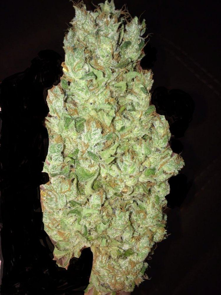 Diesel by bubble no hand