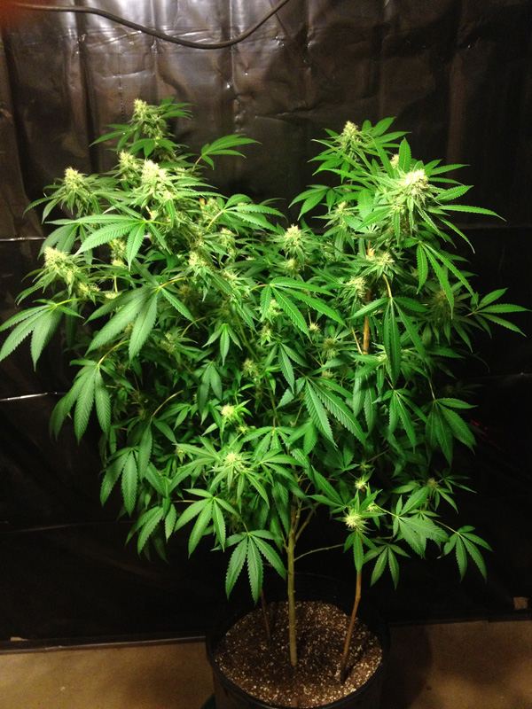 Diesel2