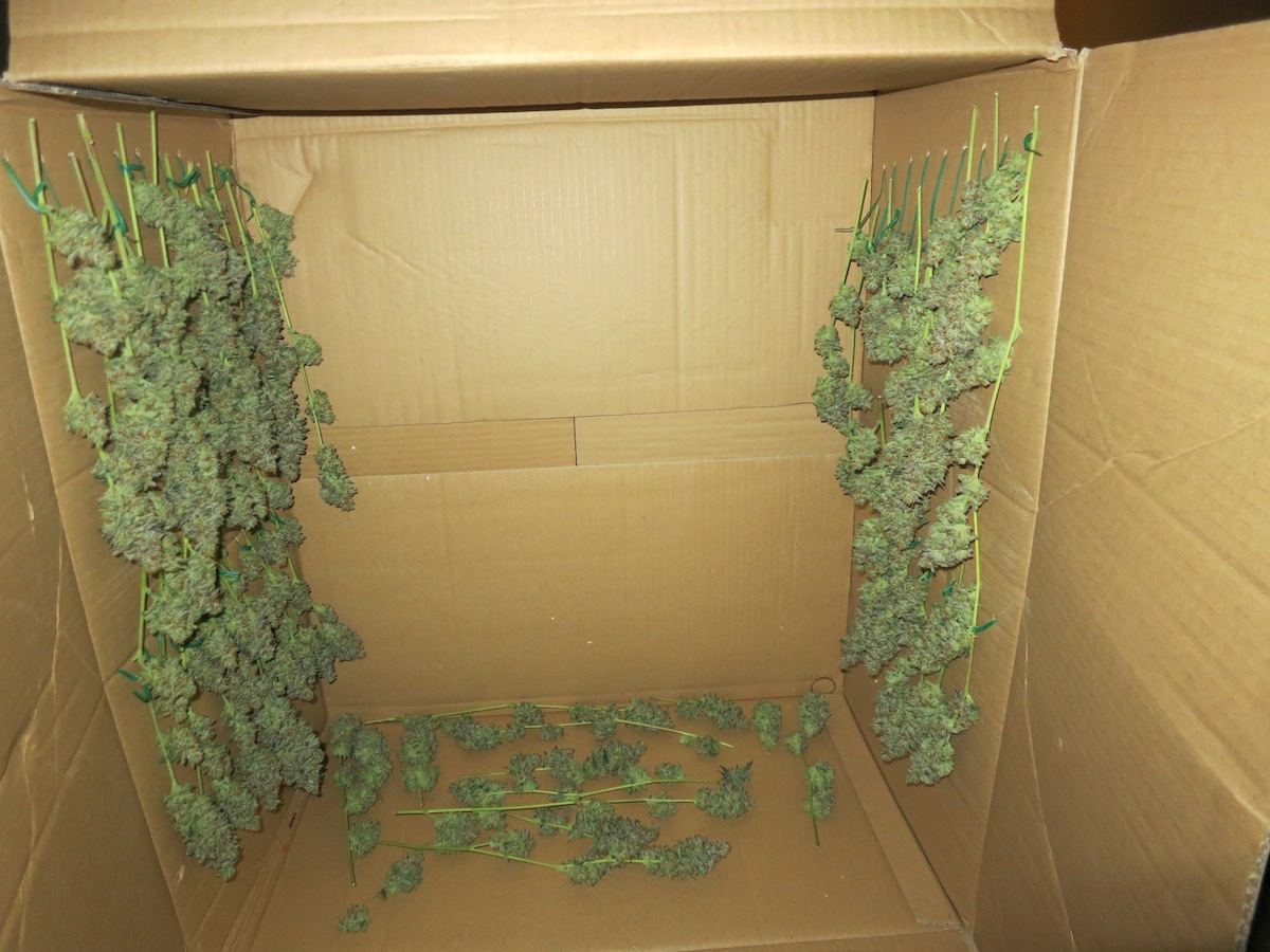 DIESLBOX sf