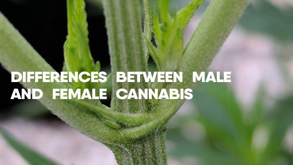 Differences between male female weed plants