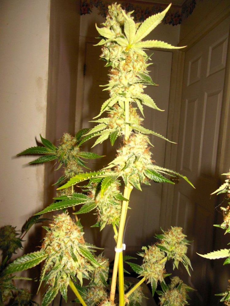 Dina chem 5