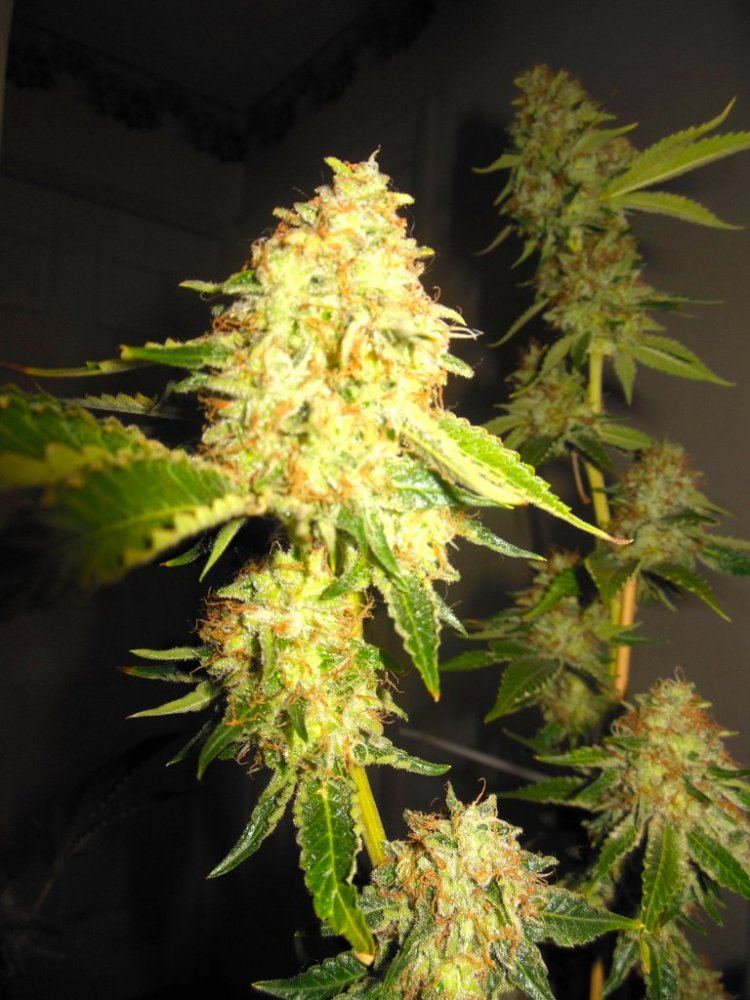 Dina chem 6