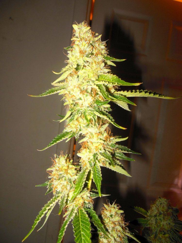 Dina chem 7