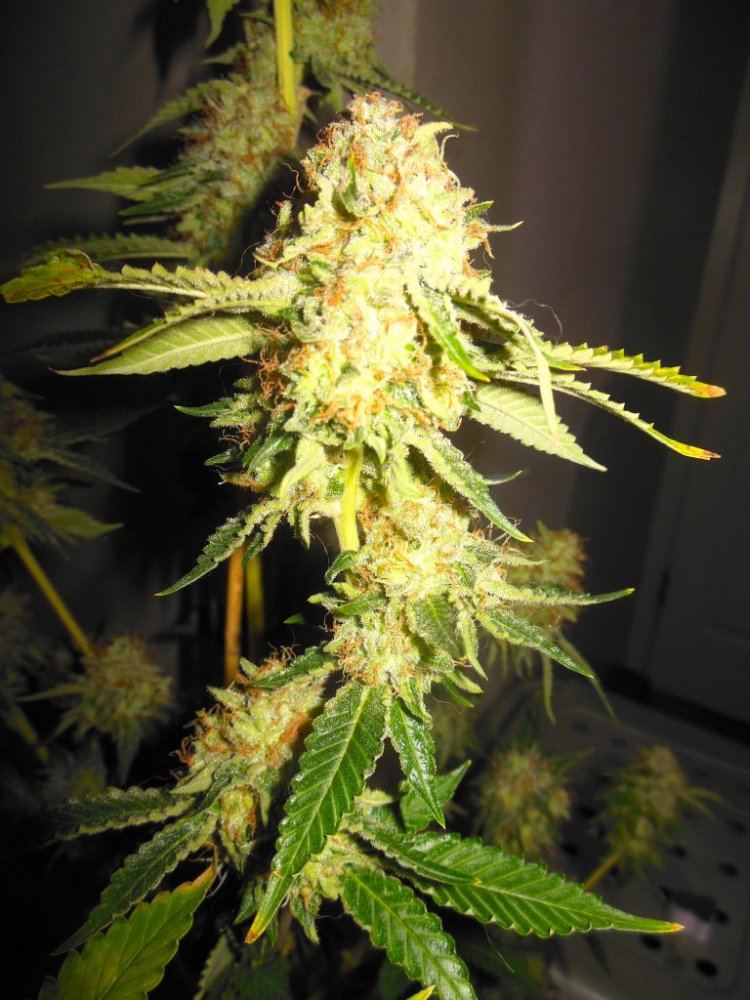 Dina chem 9