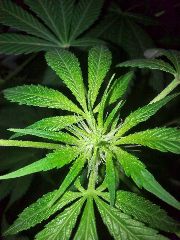 Dinafem original amnesia  first time grow 7