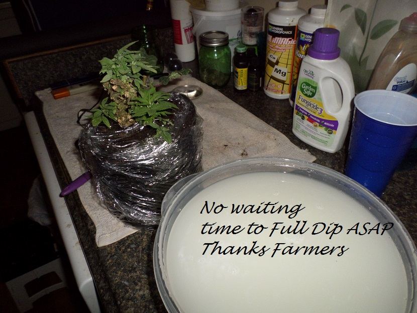 Dippin the MoonDawger